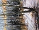 Frosty Morning II